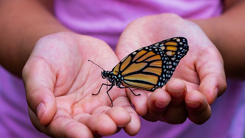 Schmetterling in Kinderhänden.