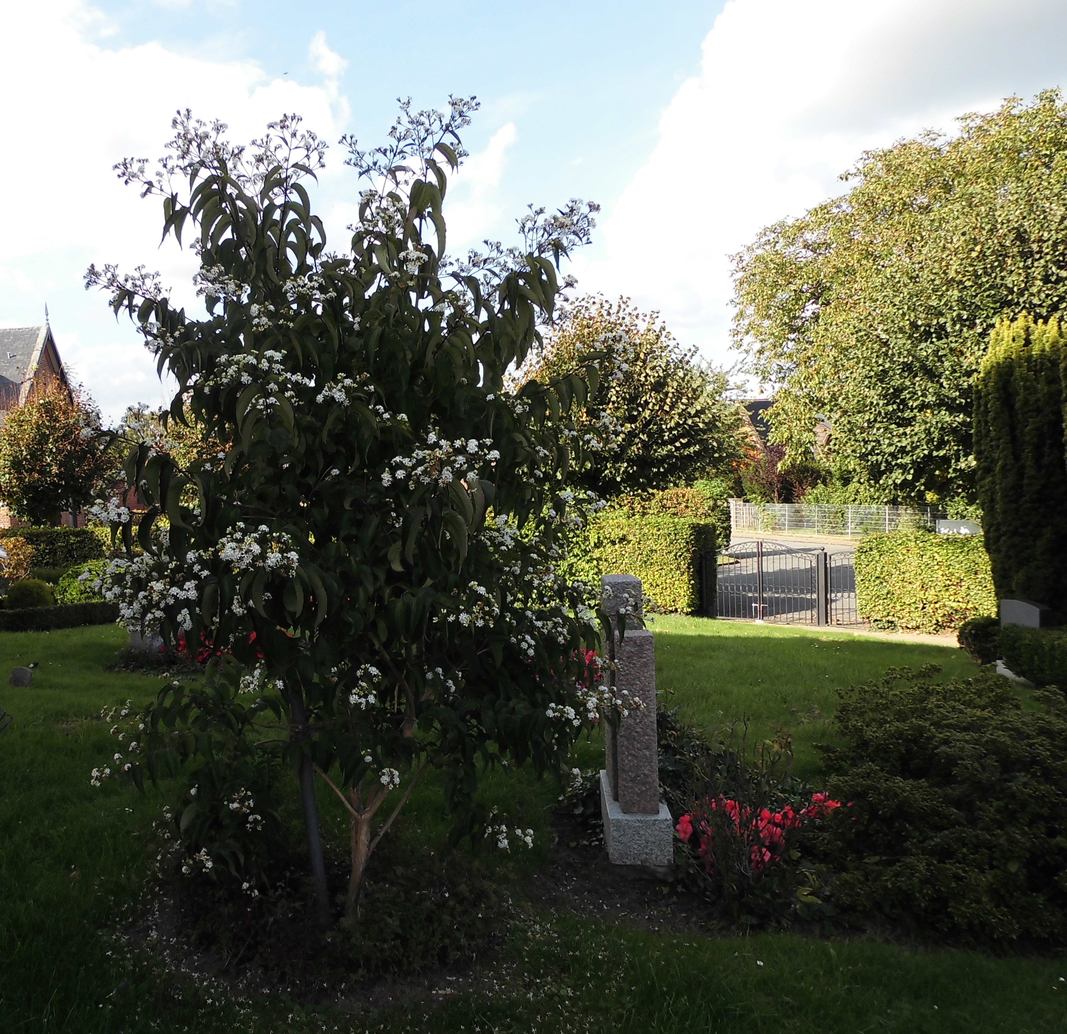 Friedhof Süderau