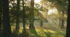 Waldgottesdienst mit Taufen