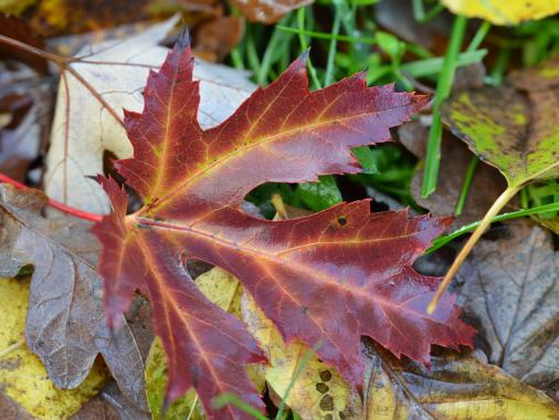 Gottesdienst zum Abfischen in Kollerup