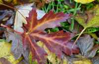 <a href="/veranstaltungen/detailansicht/event/gottesdienst-zum-abfischen-in-kollerup-1.html" target="_self">Gottesdienst zum Abfischen in Kollerup</a>