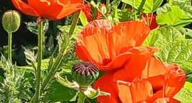 Gartentag