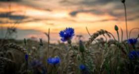 Sommerabendandacht auf dem Friedhof