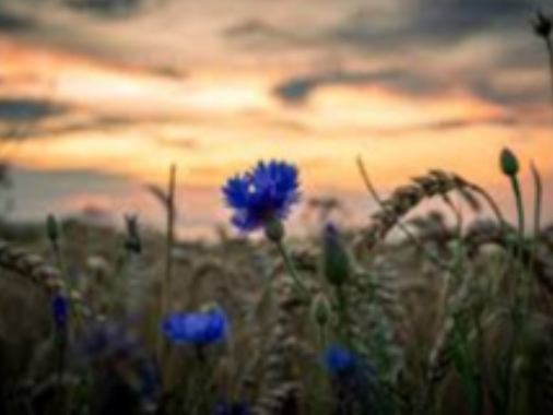 Sommerabendandacht auf dem Friedhof