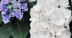 5. Gottesdienst der Sommerpredigtreihe in EVA 4.0