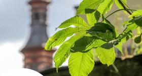 Artenschutz rund um den Kirchturm