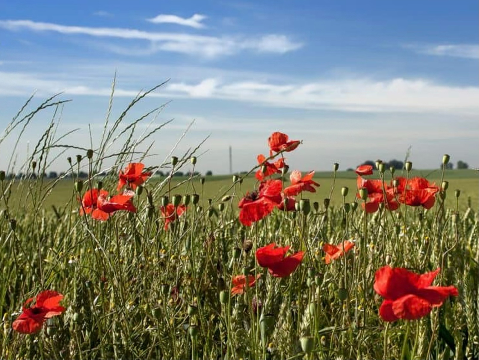 Sommersingen