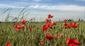 Sommersingen