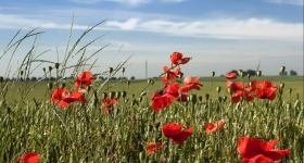 Sommersingen