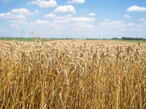 Gottesdienst am 11. Sonntag nach Trinitatis