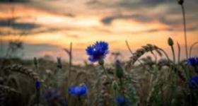 Sommerabendandacht auf dem Friedhof