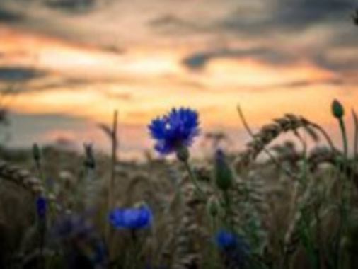 Sommerabendandacht auf dem Friedhof