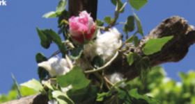 Gartenandachten