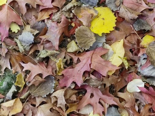 Aktionstag auf dem Niendorfer Friedhof