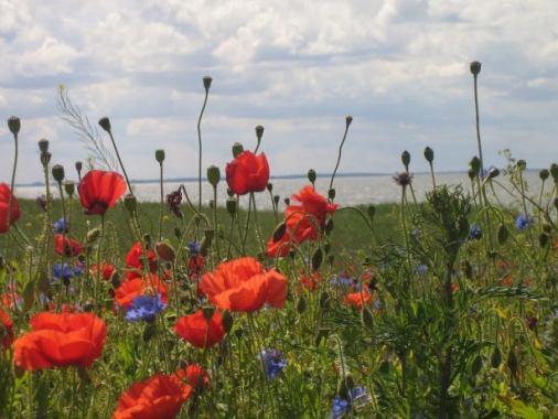 Online-Workshop "ÖkoFaire Gemeinde werden" - FÄLLT AUS
