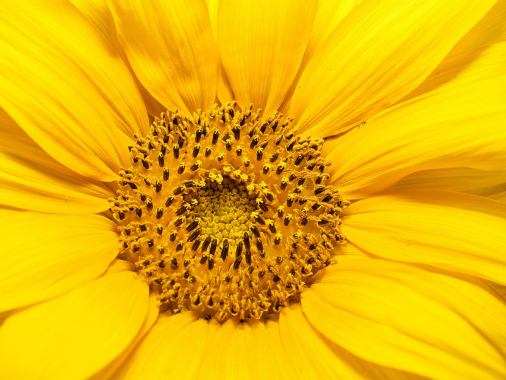 Gottesdienst zur Goldenen Konfirmation