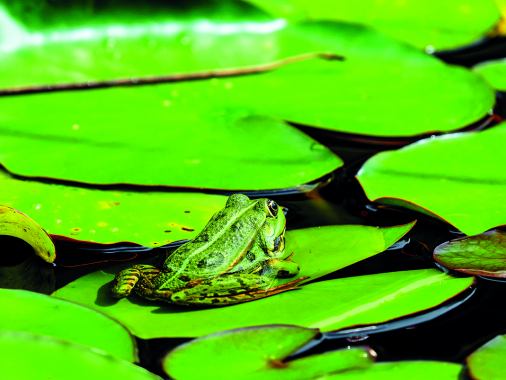 Von der Agency aller Geschöpfe