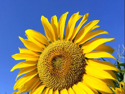 Predigtgottesdienst mit Taufe