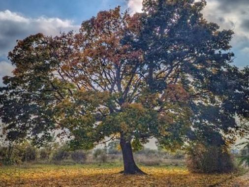 Konfirmations-Gottesdienst von St. Jakobi mit Pastorin Bärbel Reichelt