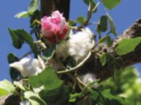 <a href="/veranstaltungen/detailansicht/event/gartenandacht-4.html" target="_self">Gartenandacht</a>