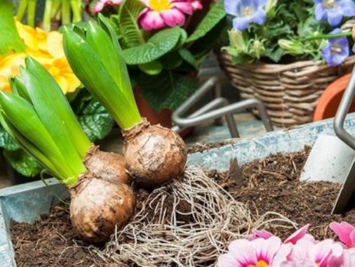 Pflanzaktion St. Aegidien