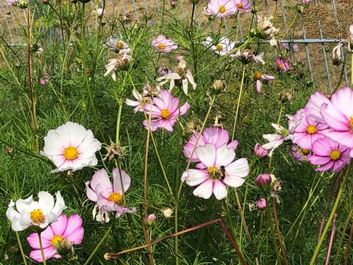 Gottesdienst mit Pastorin Anke Theuerkorn