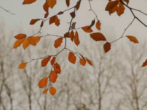 Regionaler Herbstkirchen-Gottesdienst