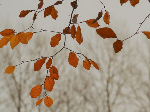 Regionaler Herbstkirchen-Gottesdienst
