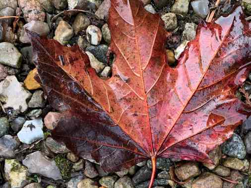 Herr, es ist Zeit - Herbstkonzert mit Orgel und Cello