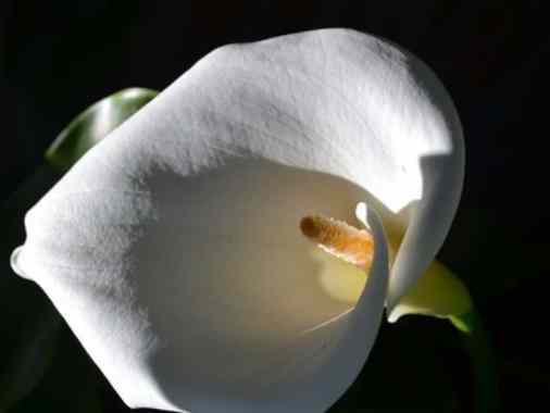 Ewigkeitssonntag mit der Kantorei in Iserbrook