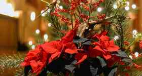 3. Advent | Abendmahlsgottesdienst mit Pastorin Sabrina Biehl