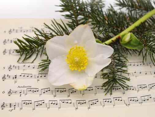 Musikalische Weihnachtsoase