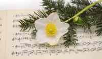 <a href="/veranstaltungen/detailansicht/event/musikalische-weihnachtsoase-1.html" target="_self">Musikalische Weihnachtsoase</a>
