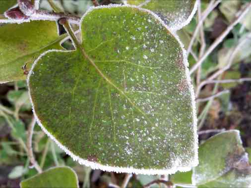 Wie wir uns neu in die Welt verlieben - Radikales Hiersein in einer Welt im Umbruch