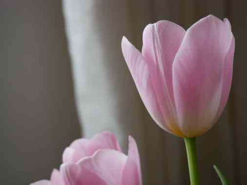 Sich der Schönheit zuwenden – eine Begegnung mit Etty Hillesum