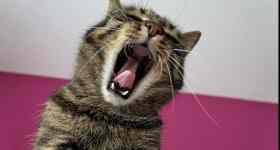 "OFFENE SINGESTUNDE" bietet ein kleines eigenes Konzert zur "Engelsbyer Messe"