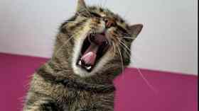 "OFFENE SINGESTUNDE" bietet ein kleines eigenes Konzert zur "Engelsbyer Messe"