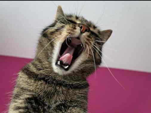 "OFFENE SINGESTUNDE" bietet ein kleines eigenes Konzert zur "Engelsbyer Messe"