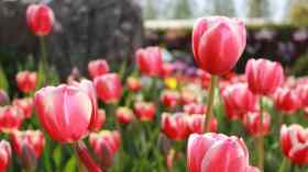 Gottesdienst mit Abendmahl