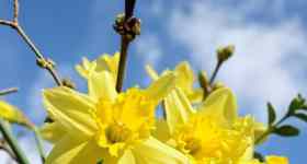 Musikalischer Ostermontagsgottesdienst -in St. Johannis, mit der Kantorei u. Pn. Fiedler