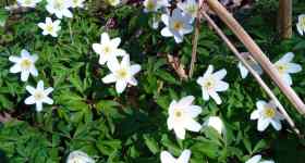 Frühlingsspaziergang in den Fröruper Bergen