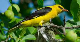 Pfingst-Gottesdienst in Havetoft