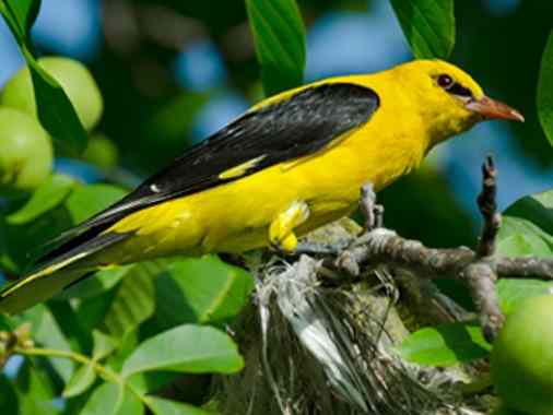 Pfingst-Gottesdienst in Havetoft