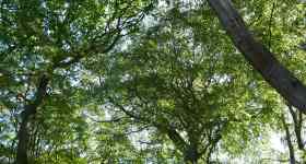 Kirche der Wildnis - naturverbunden und heilig