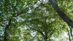 Kirche der Wildnis - naturverbunden und heilig