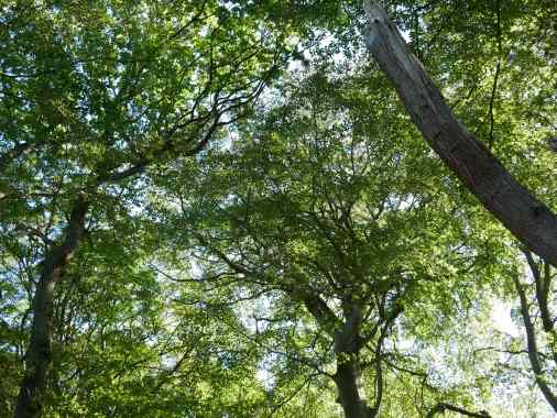 Kirche der Wildnis - naturverbunden und heilig