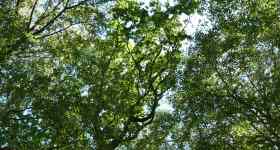 Kirche der Wildnis-naturverbunden und heilig