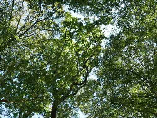 Kirche der Wildnis-naturverbunden und heilig