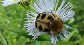 Gartenkinder