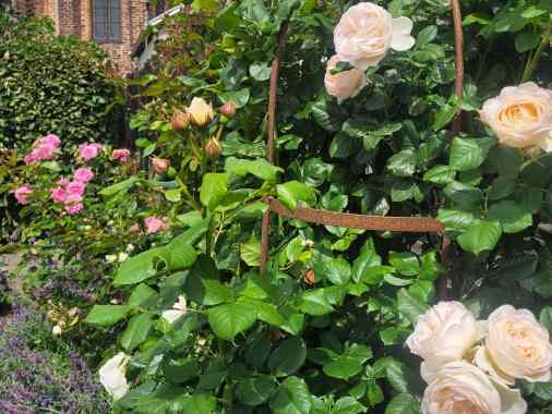 Führung durch Bibel- und Rosengarten